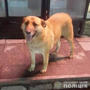 В Запорожской области неизвестные похитили собаку. Фото