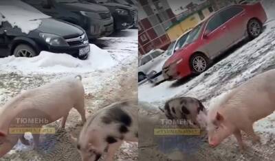 В Тюмени большие две свиньи гуляли на парковке в праздничный день