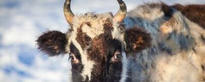 В Якутии поголовье исчезающего вида коров за год увеличили на 12,5%