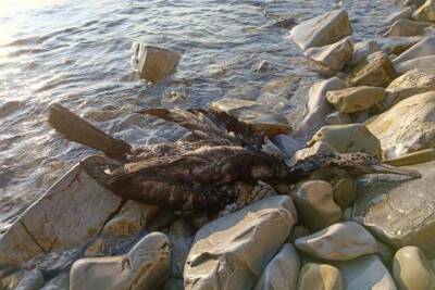 На берегу моря в районе Геленджика обнаружили мертвых птиц - kuban.mk.ru - Геленджик