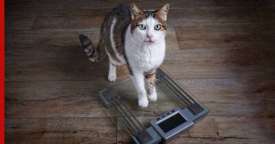 Почему кошка теряет вес: тревожные симптомы