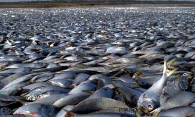 В Чили на берег выбросило тысячи мертвых рыб