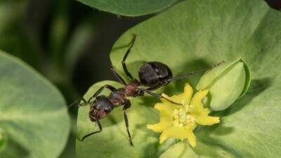 Пять простых советов, которые помогут избавиться от муравьев