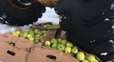 В Чувашии под колесами трактора уничтожено 1200 кг свежих яблок неизвестного происхождения