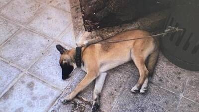 Видео: бойцы МАГАВа спасли в Иерусалиме собаку, которую избивал хозяин