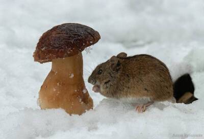 Фотограф из Петербурга показал, как обитатели леса делят гриб в феврале