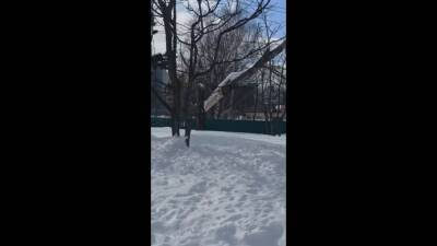 В парке Южно-Сахалинска дерево три месяца висит над проводами