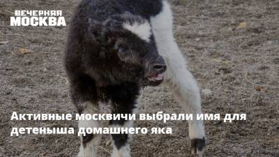 Активные москвичи выбрали имя для детеныша домашнего яка