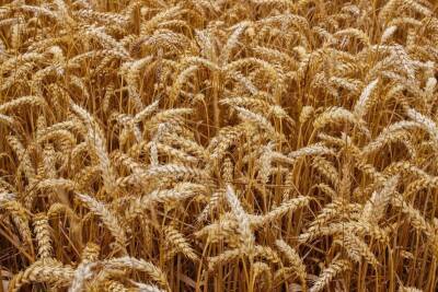 В Коми привезли недостоверно задекларированную партию пшеницы