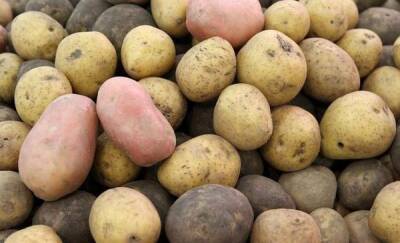 Из Тюменской области в Узбекистан отправили 132 тонны семенного картофеля
