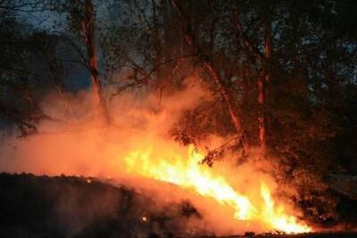 Учёные из США связали лесные пожары с повышением риска наводнений