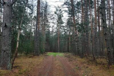 В Брянской области инвентаризируют леса