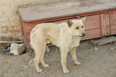 Бродячая собака ощенилась на вокзале Читы — её хотели утопить