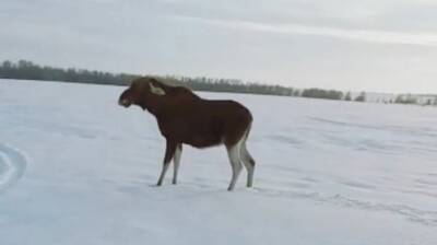 Из Заречного продолжают вывозить животных