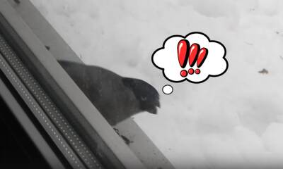 Видео: снегири в «Монрепо» в поисках корма прилетели к людям