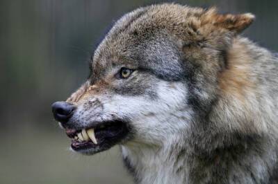 В Ростовской области бешеный волк напал на женщину