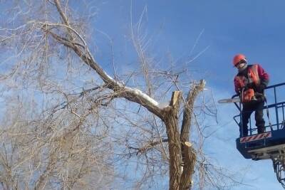 Весь вид испорчен: в центре Оренбурга обрезали деревья - oren.mk.ru - Оренбург