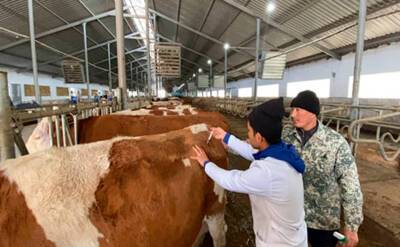 Узбекские ученые раскрыли подробности изготовления молока против коронавируса