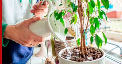 Как не загубить комнатные растения: простой трюк для правильного ухода за цветами