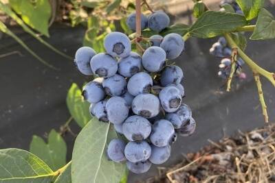 В Кабардино-Балкарии увеличился урожай ягод