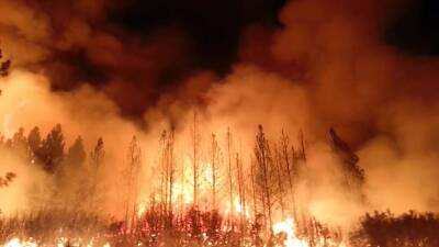 В ООН предсказали резкий рост числа лесных пожаров