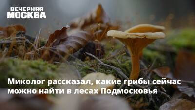 Миколог рассказал, какие грибы сейчас можно найти в лесах Подмосковья