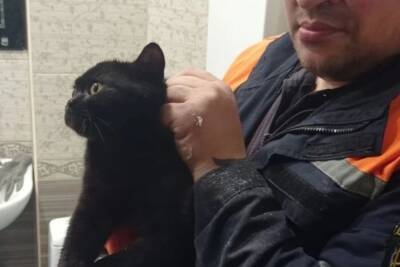 Новороссийские спасатели вызволили из ниши санузла перепуганного кота