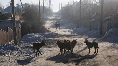 Кинолог назвал порядок действий при встрече со стаей бродячих собак