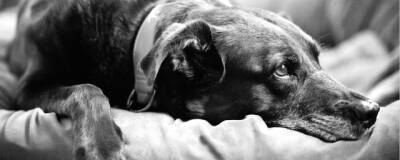 Домашние собаки умеют скорбеть по погибшим сородичам