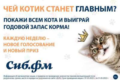 «Главного котика – 2022» выбирают в Новосибирске
