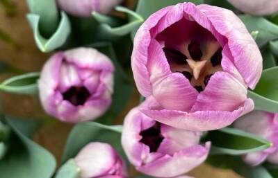 100 тысяч тюльпанов вырастили в Твери для весенней выставки-продажи