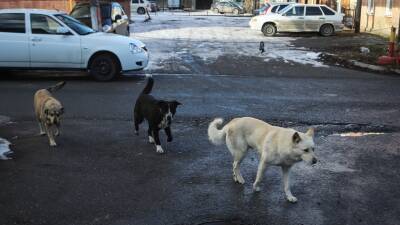 Кинолог Мойсеенко рассказал, как себя вести при встрече со стаей бродячих собак