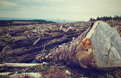 Суд взыскал с жителя Тверской области почти 3 млн рублей за незаконную вырубку леса и растрату