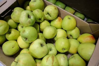 Всего три яблока в день помогут победить хроническую болезнь