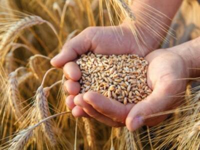 Цены на пшеницу подскочили до максимума с 2008 года
