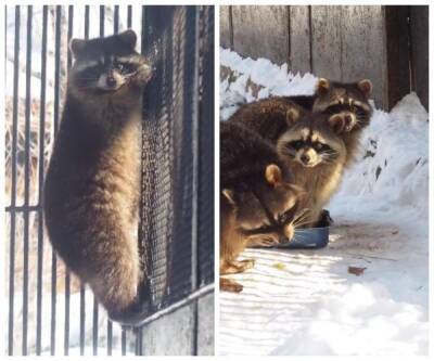 В Новосибирском зоопарке вышли из зимней спячки еноты