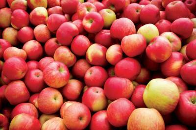 В Бологое Тверской области обнаружены опасные яблоки