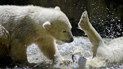 27 февраля восхитимся красотой и мощью белых медведей