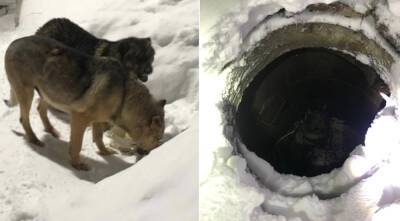 В Петрозаводске сотрудники МЧС спасли собаку, упавшую в люк