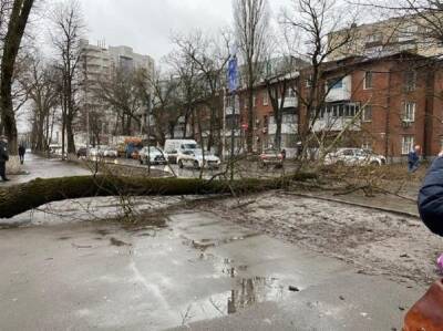 В Ростове на проезжую часть рухнуло дерево