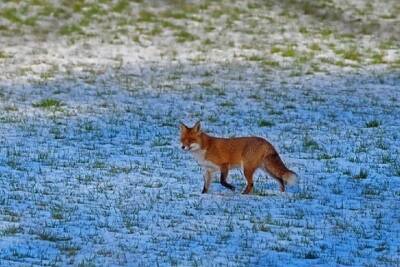 До середины марта тамбовские охотники могут добыть почти 550 лисиц