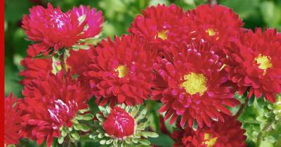 Яркий сад: 7 однолетников с красными цветами