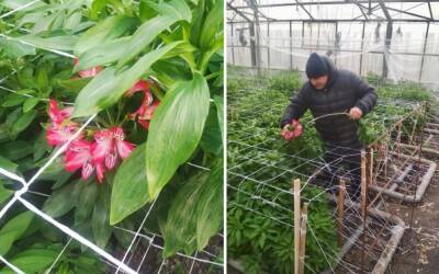 В Астраханской области впервые за 40 лет расцвел цветок альстромерия