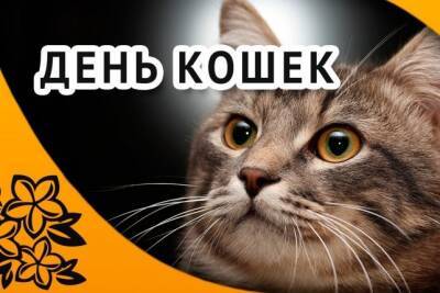 Почему 1 марта отмечают День кошек, кто придумал этот необычный праздник - pravda-tv.ru - Москва - Россия - США - Япония - Польша