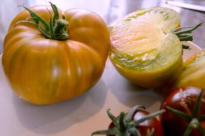 Список самых вкусных сортов помидоров, лучшие сладкие и мясистые для выращивания на участке - pravda-tv.ru