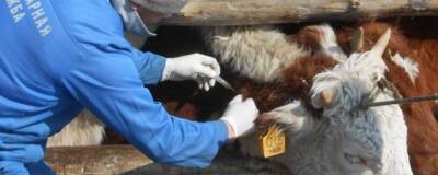 В Новосибирской области массово вакцинируют скот от ящура