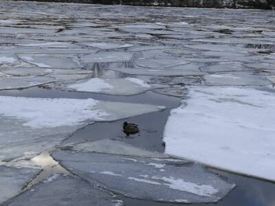 В Петербурге подростки устроили катание на льдине (видео)