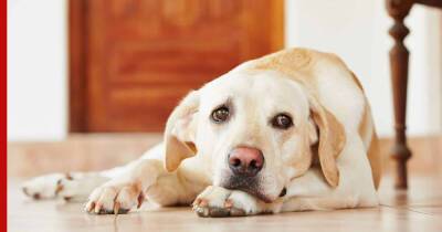Страдают без внимания: 5 пород собак, склонных к тревоге и депрессии