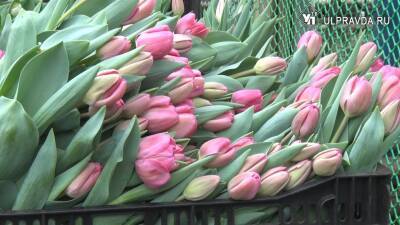 Новые цвета и формы. Ульяновские цветоводы подготовили к 8 марта миллион тюльпанов