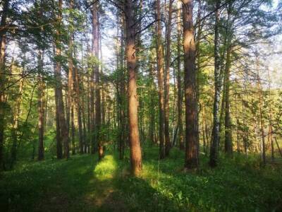 В Кузбассе высадят свыше 9 миллионов деревьев